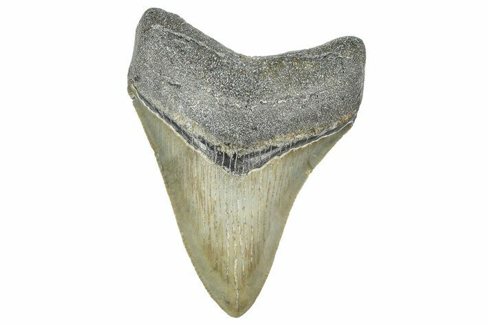 Serrated, Juvenile Megalodon Tooth - North Carolina #364980